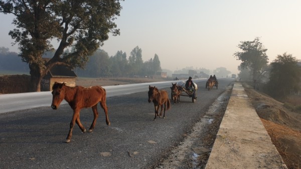 조랑말이 걸어가는 인도의 아침 @생명탈핵실크로드 순례단