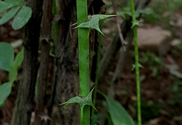 매자나무 가시 (사진 출처 : 이호균의 풀꽃나무광( ​​매자나무(1) (tistory.com))