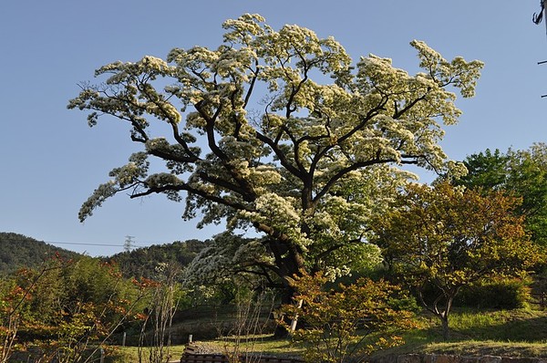 경남 김해시 주촌면 천곡리에 있는 수령 500년 된 천연기념물 제307호 ‘천곡리 이팝나무(무료 사진 출처 : 위키미디어 커먼스) 