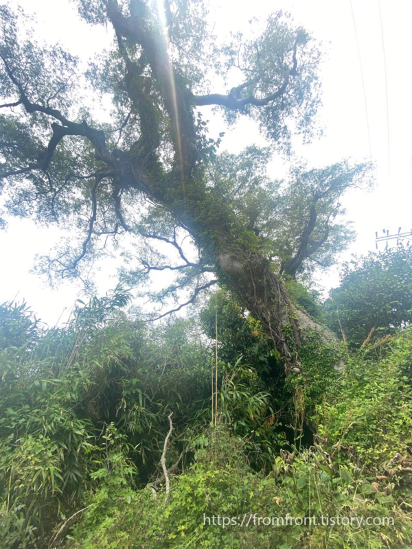 잃어버린  마을 무등이왓의 팽나무, 몇 살이나 되었을까?(사진  : 권말선)