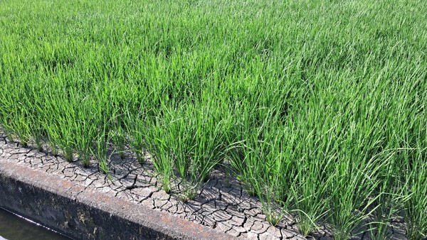 논도 이렇게 바닥을 바싹 말리는 농법이라야 메탄이라는 온실가스 배출을 줄임과 동시에 혐기성미생물의 비료 효과도 커진다. 일본에는 이런 논이 자주 보인다.