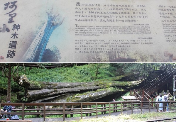 아리산 神木의 역사-1906년 일본 통치기에 높이 50 m , 둘레 25 m, 수령 3,000년 이상인 나무 발견. 1914년 아리산 삼림철도가 완전 개통이 된 후, 이 신목은 아리산 정신의 상징이자 대만의 랜드마크가 됨