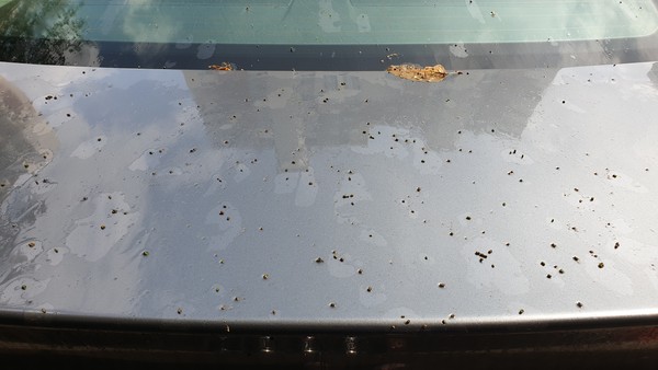 자동차 앞 유리에 떨어진 미국흰불나방 애벌레 똥