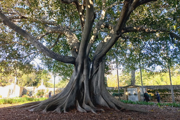 선교회 공동묘지에 있는 거대한 나무. 아바타에 나오는 신성한 나무를 연상케 한다. 수령이 수백 년은 되지 않았을까 싶다.