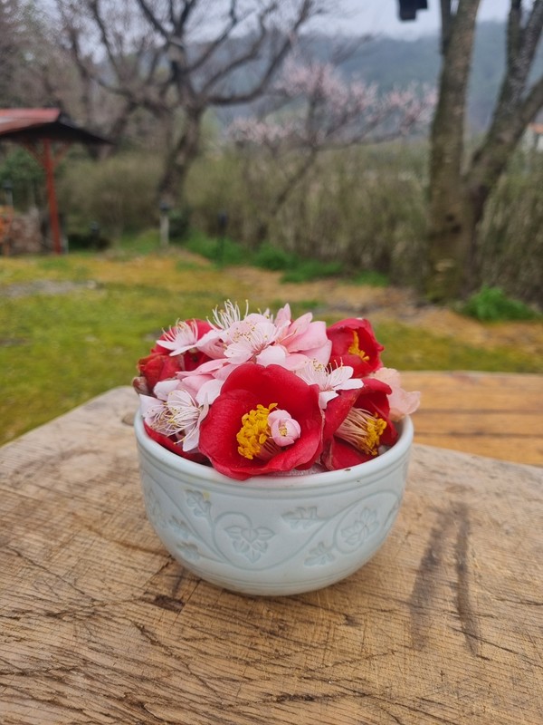 사진 소운재 채기룡 / 꽃밥