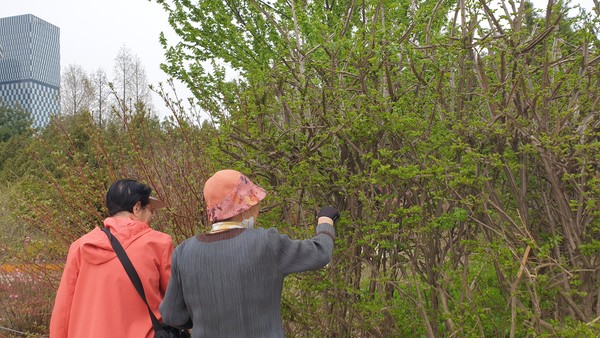 화살나무 잎을 숫제  훑고 지나가는 사람들(2024.4.8. 서울숲 벚나무길에서)