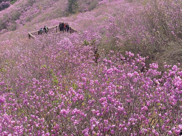 진달래꽃 군집 사진(=출처: 한겨레 신문 2023.4월9일 기사 )