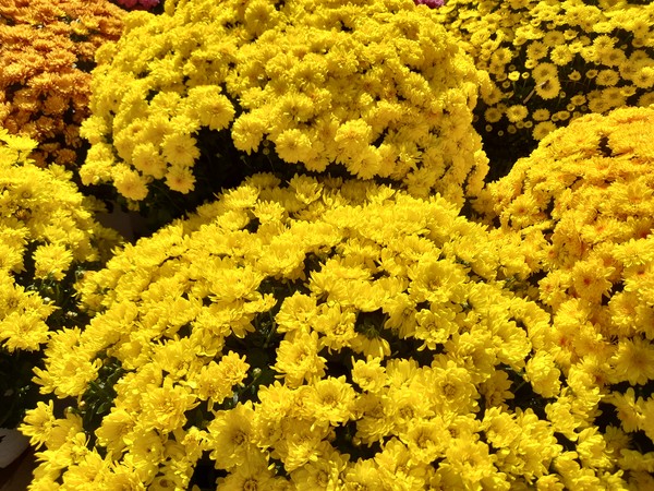 사진 출처 : 필자