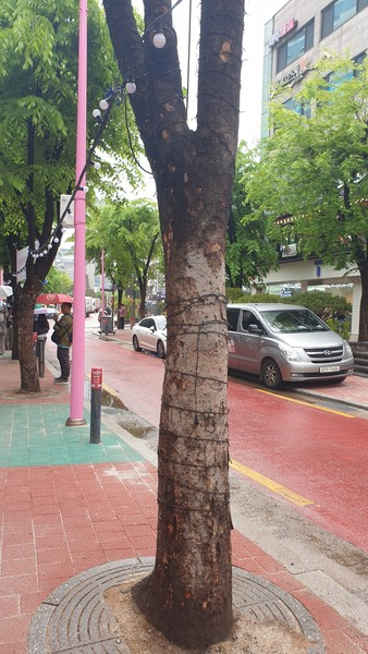 ‘걷고 싶은 거리’에 서 있는 느티나무(2024. 4. 15.)