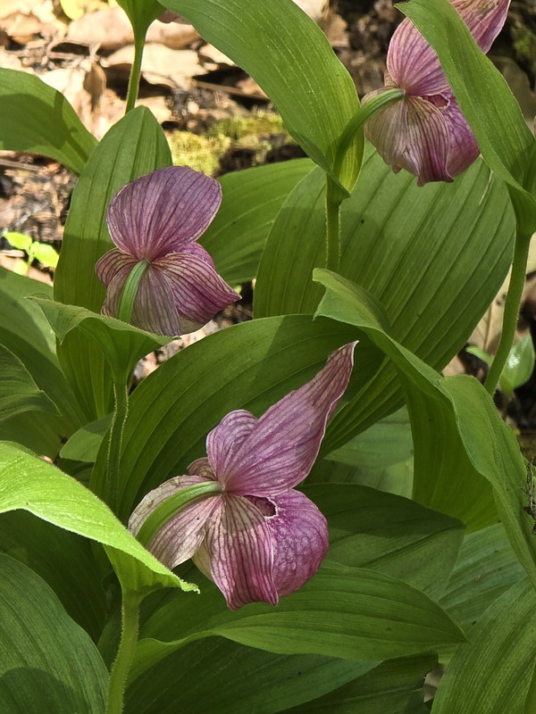 ▲ 지난 5월 19일 국립수목원 복원지에서 만난 복주머니란, 위꽃싸개와 옆꽃싸개가 살짝 벌어졌다. 