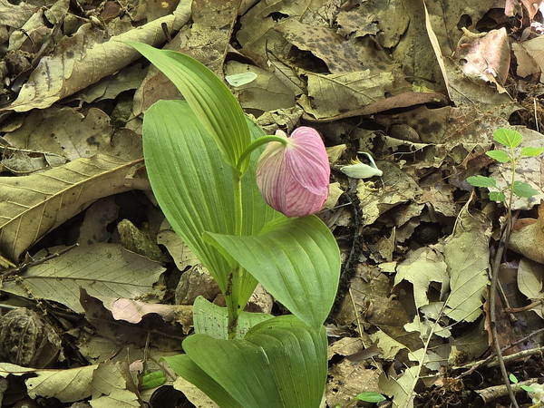 ▲ 지난 5월 19일 국립수목원 복원지에서 만난 복주머니란. 참 얌전히도 다소곳이 피었다.
