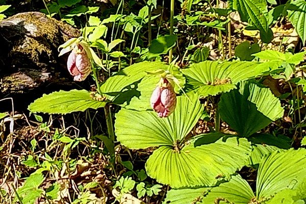 ▲ 2021년 5월 2일 국립수목원에서 만난 광릉요강꽃 