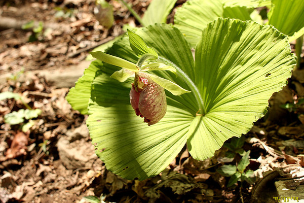 ▲ 이호균 선생님(필진) 티스토리에서 가져온 광릉요강꽃 (사진 출처 : https://ihogyun.tistory.com/2773178)