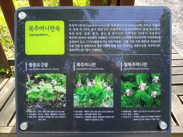 ▲ 복주머니란속 복원지 안내판에서 