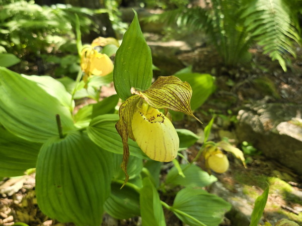 ▲ 얼치기복주머니란 
