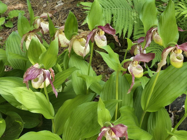 ▲ 얼치기복주머니란  