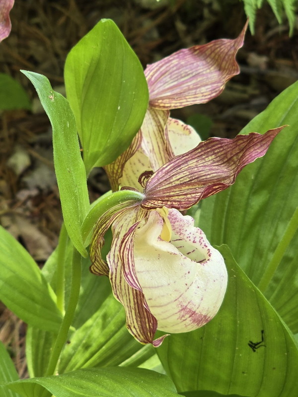 ▲ 얼치기복주머니란  