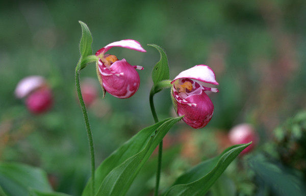 ▲ 털복주머니란의 고운 자태(사진 출처 :https://species.nibr.go.kr/home/mainHome.do?cont_link=009&subMenu=009002&contCd=009002&pageMode=view&ktsn=120000065522/ 환경부 국립생물자원관 한반도의 생물다양성)