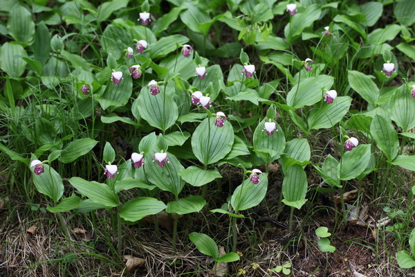 ▲ 털복주머니란 군락지(사진 출처 :https://species.nibr.go.kr/home/mainHome.do?cont_link=009&subMenu=009002&contCd=009002&pageMode=view&ktsn=120000065522/ 환경부 국립생물자원관 한반도의 생물다양성)