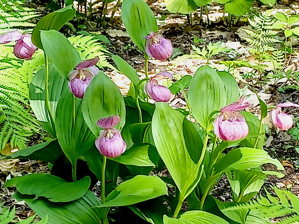 ▲ 지난 5월 19일 국립수목원 복원지에서 만난 복주머니란, 위꽃싸개와 옆꽃싸개가 완전 벌어졌다.