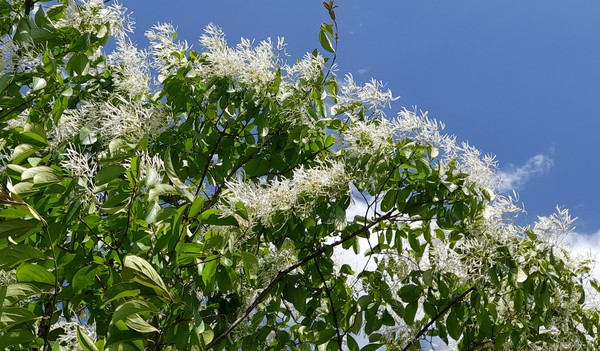 사진 출처 : 필자.   이팝나무