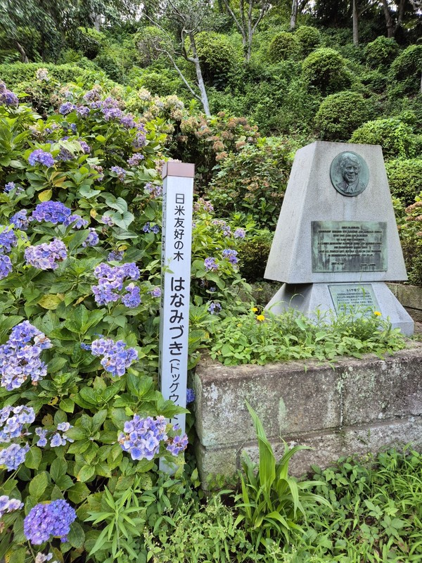 사진 형광석 / 시모다에 있는 미국 지미 카터 대통령 방문 기념 나무와 탑