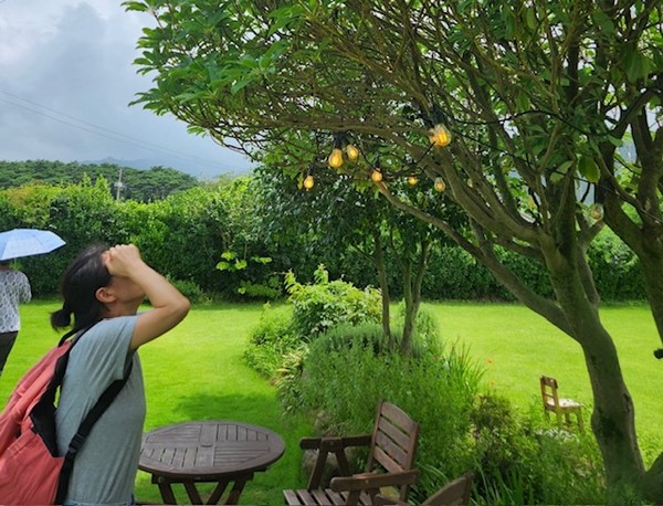 구림마을 월요 카페 마당 꽃나무를 관찰하는 내 친구 (출처 김반아)