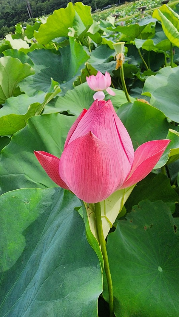 시흥 관곡지 연꽃(출처 : 정우열)