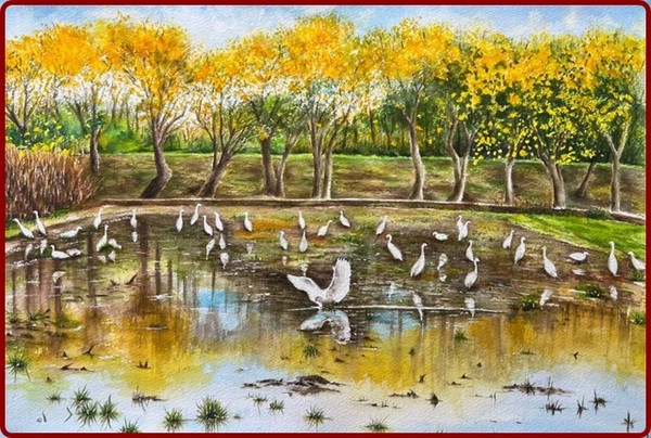         노란풍령목 (사진 출처: 라문황 필진)