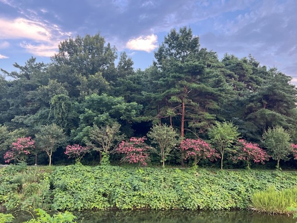 화해와 화합으로 이루어지는 생명의 숲 (출처: 김반아)