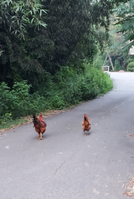 한 쌍의 암수탉(출처:김태평)