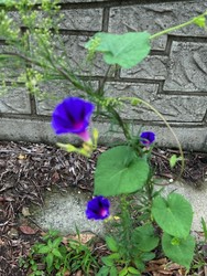 나팔꽃, 새로운 시작과 희망의 상징 (출처: 김반아)