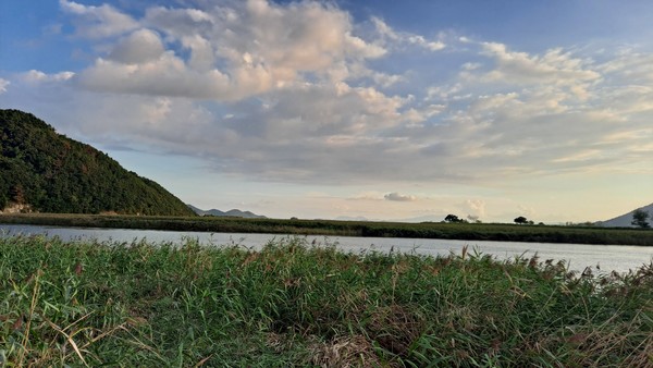 순천만 갈대숲 /필자 사진