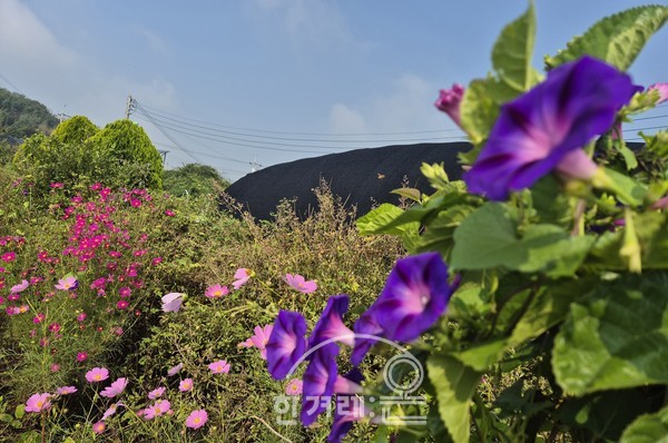   나팔꽃,코스모스(필자촬영)