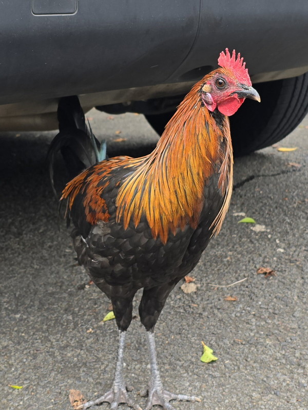 ▲ 동굴 입구 주차장에서 만난 야생 닭