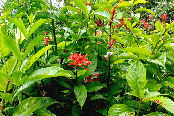 ▲ 오돈토네마(Odonthonema)