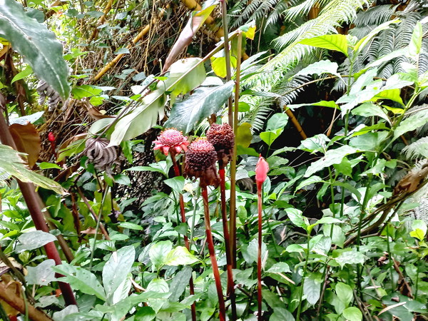 ▲Etlingera elatior(불꽃생강, Torch Ginger)