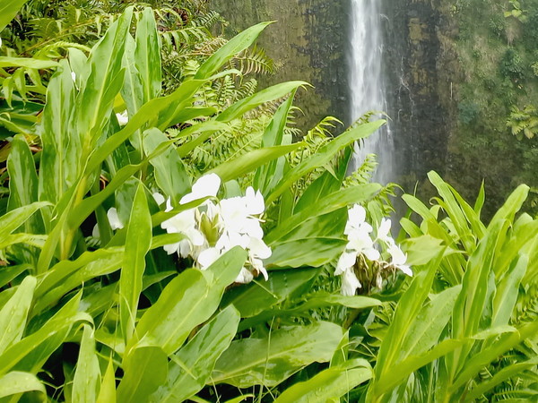 ▲ 흰생강(White ginger) 