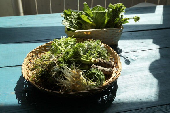 봄나물(출처 : 한겨레 21  안인용 기자  2011년 3월 11일)