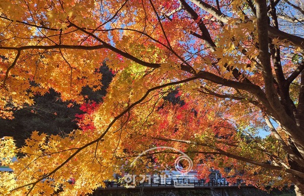   내장산 단풍(필자촬영)