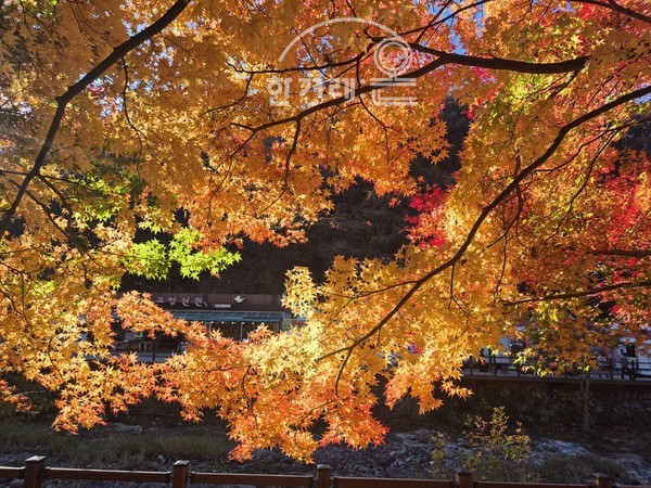   내장산 단풍(필자촬영)