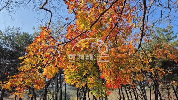   선운산 단풍(필자촬영)