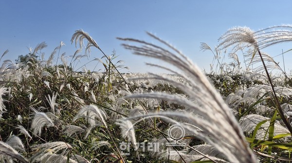   죽산벌 억새(필자촬영)