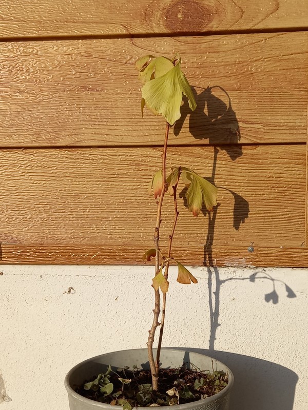 몇 년 전 봄. 아파트화단에서 흙을 퍼와서 분갈이를 했습니다. 그런데 정체를 알 수 없는 존재가 삐죽이 고개를 내밀었습니다. '어라. 얘는 누구지?' 궁금해서 지켜보니 은행나무였습니다. 수 년 동안 찾기 힘들었던 희망이 보이지 않는 곳에서 자라고 있었습니다.