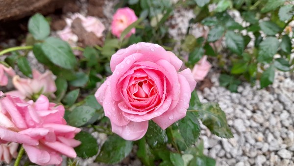 사진 출처 : 필자