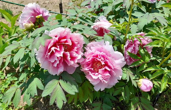 사진 출처 : 필자