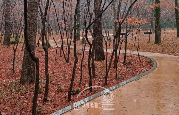   선운산  나목(필자촬영)