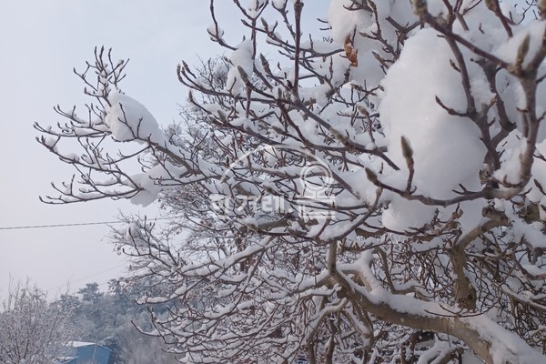     교회뜨락 설경(필자촬영)