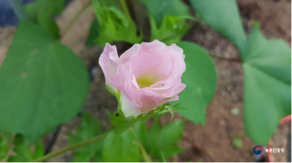 1965년 정부는 문익점의 고향인 산청군 단성면에 목화를 처음 재배한 터를 국가사적 제108호로 지정하고 1997년 목면 시배 유지(木綿始培遺址)를 건립하였다. 한편 1905년에 일본 영사 다카마쓰(高松)가 재래종인 ‘아시아면’ 대신 ‘육지면’을 도입하여 전라남도 고하도에서 재배하기 시작하였다. 2020년에 목포시에서는 고하도 ‘목화체험장’을 개장했다. 목화는 면화·미영·미면 등으로도 불린다. 잎은 어긋나고 3∼5개의 톱니가 손바닥 모양으로 갈라진다. 꽃의 지름은 4cm 안팎이고, 5장의 꽃잎은 나선상으로 말린다. 꽃이 필 때는 백색 또는 황색이나, 수정이 되면 연분홍색에서 진분홍색으로 바뀐다. 사진 출처: 농촌진흥청 블로그 ‘농다락’