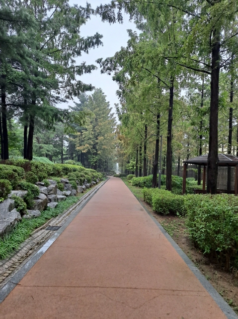 그리움이 일 때마다 걸었던 한강변 메타세쿼이아 숲길(출처 : 하성환)